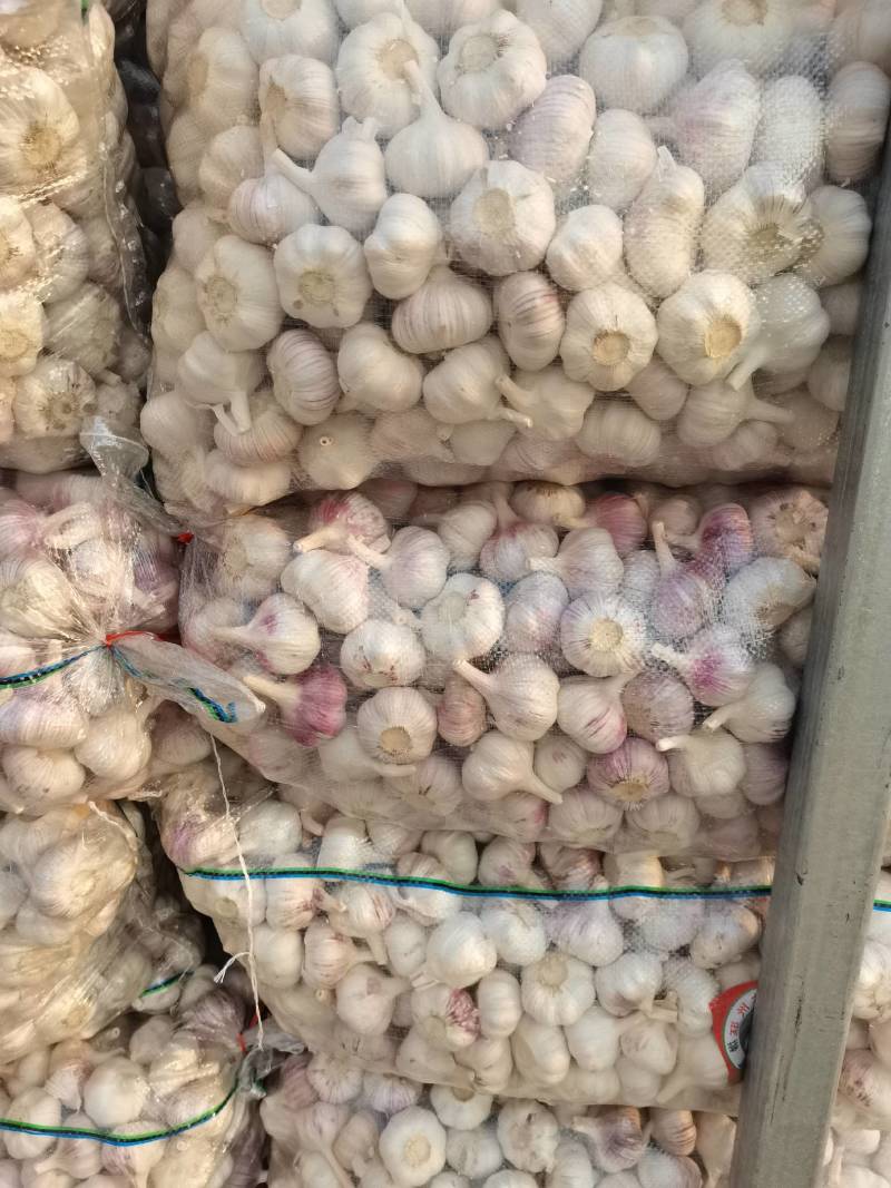 邳州精品净蒜质量杠杠的需要的老板联系我
