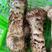 香格里拉高原松茸产地直发直接保障全国发货