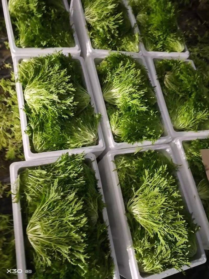精品苦菊沈阳苦菊货源充足大量上市量大从优欢迎咨询