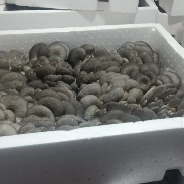 平菇