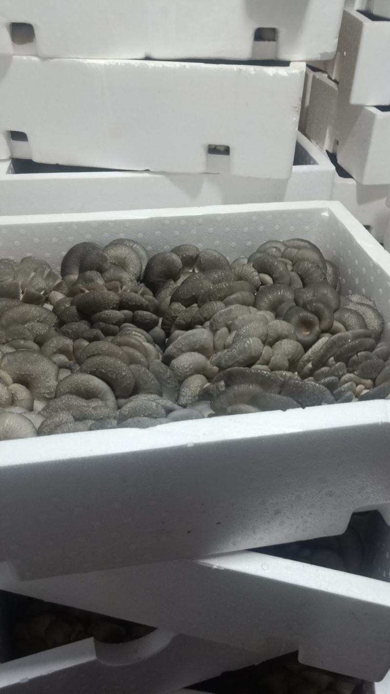 平菇