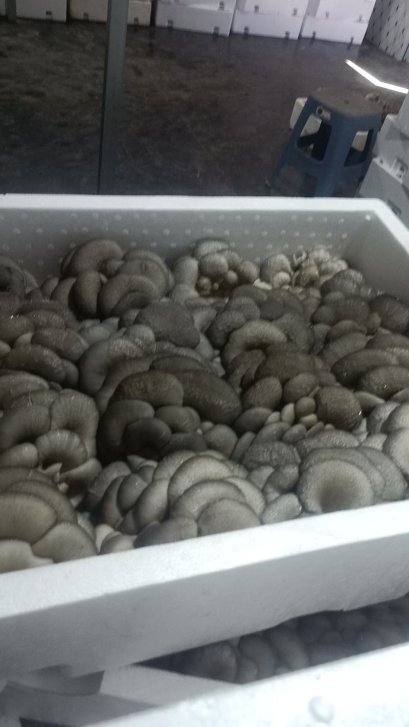 平菇