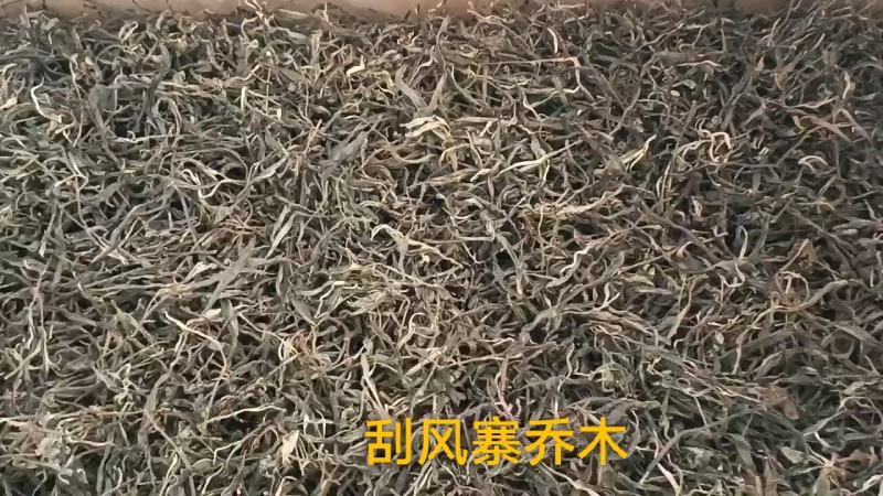 古树普洱茶纯手工制作上百年普洱古树茶生态乔木