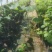 葡萄苗