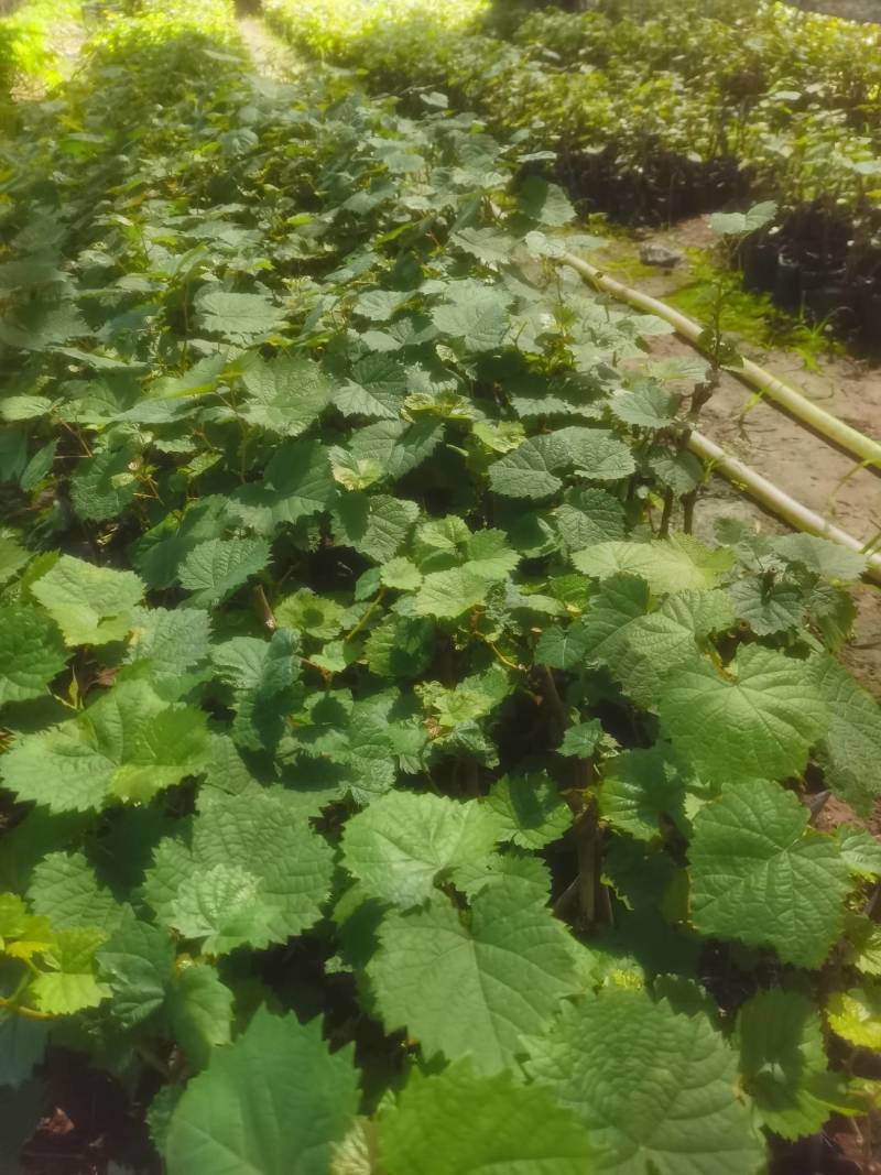 葡萄苗
