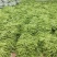 湖北四季豆长阳白花四季豆基地直发品质保证欢迎来电咨询订购