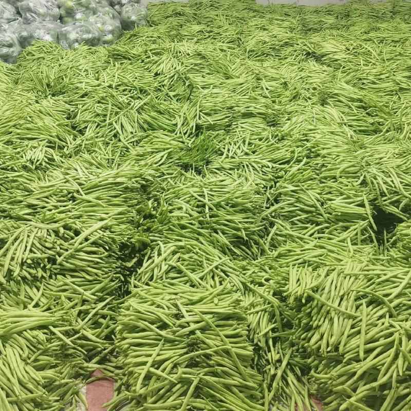 湖北四季豆长阳白花四季豆基地直发品质保证欢迎来电咨询订购
