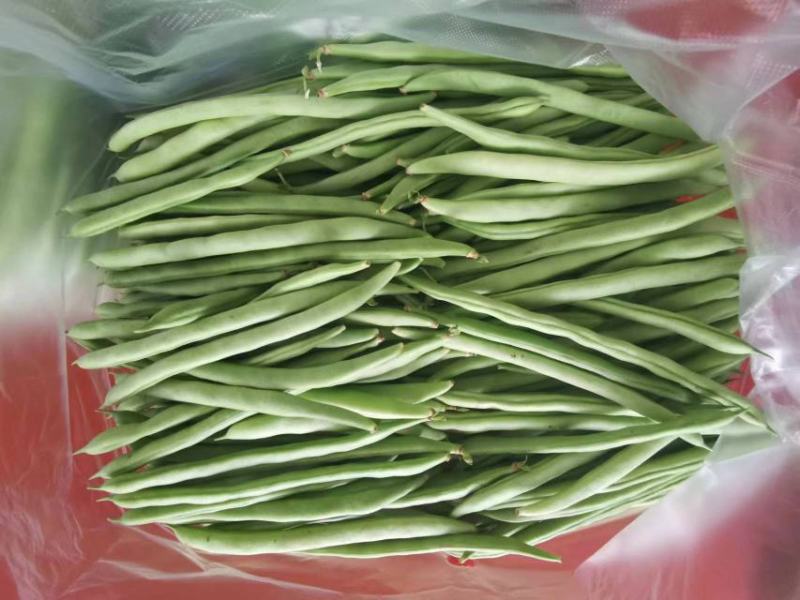 湖北四季豆长阳白花四季豆基地直发品质保证欢迎来电咨询订购