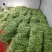 湖北四季豆长阳白花四季豆基地直发品质保证欢迎来电咨询订购