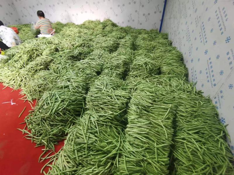 湖北四季豆长阳白花四季豆基地直发品质保证欢迎来电咨询订购