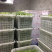湖北四季豆长阳白花四季豆基地直发品质保证欢迎来电咨询订购