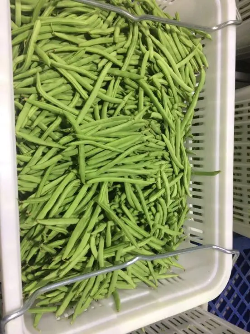湖北四季豆长阳白花四季豆基地直发品质保证欢迎来电咨询订购