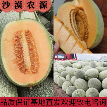 【精】晓蜜25号皮薄瓤红口感脆甜产地直供承接电商市场