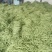 湖北四季豆长阳白花四季豆基地直发品质保证欢迎来电咨询订购