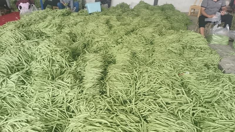湖北四季豆长阳白花四季豆基地直发品质保证欢迎来电咨询订购