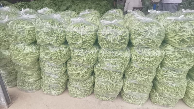 湖北四季豆长阳白花四季豆基地直发品质保证欢迎来电咨询订购