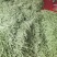 湖北四季豆长阳白花四季豆基地直发品质保证欢迎来电咨询订购
