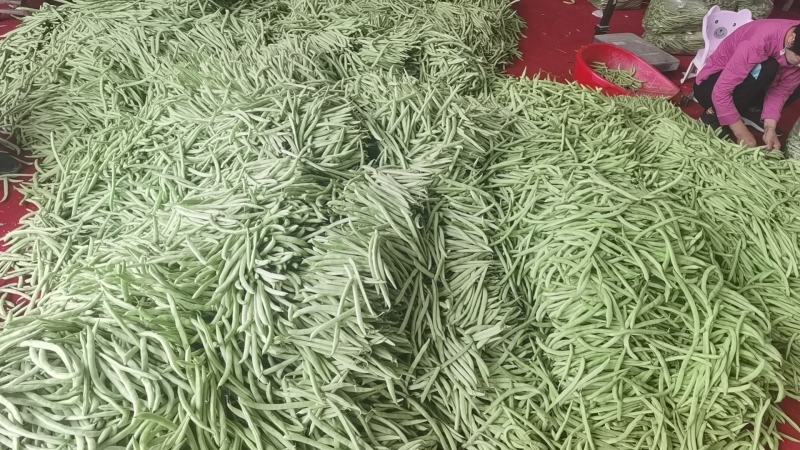 湖北四季豆长阳白花四季豆基地直发品质保证欢迎来电咨询订购