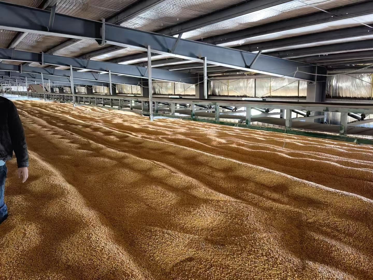 现代化鸽舍自动喂料系统中的玉米混合鸽粮流动画面