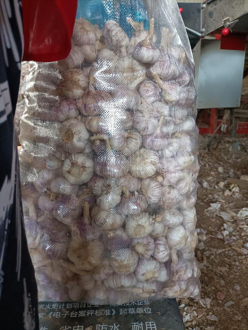 红皮大蒜代购代发全国各地市场，提供各种包装，按需分拣