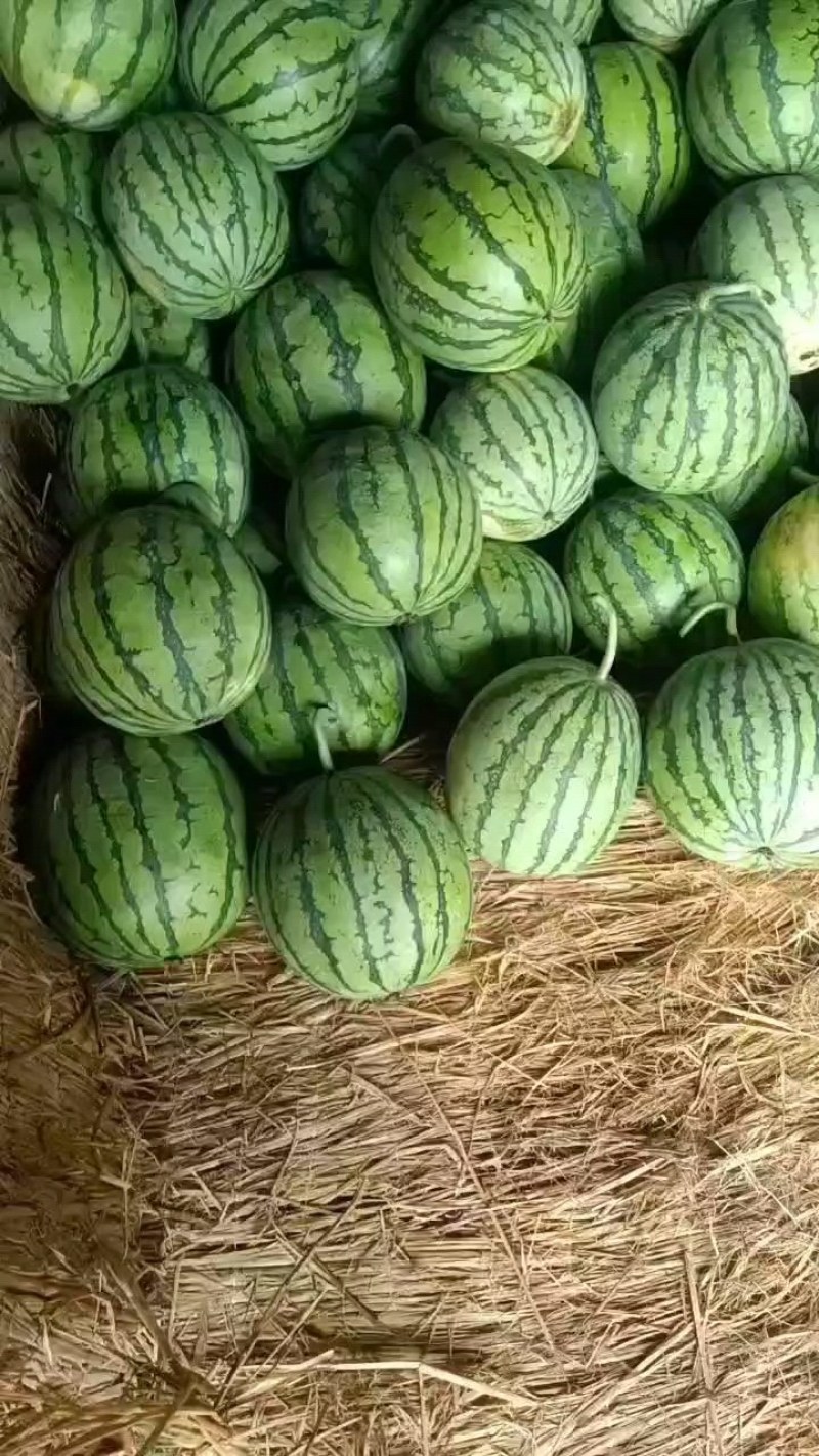 西瓜全网优质货源长期供货