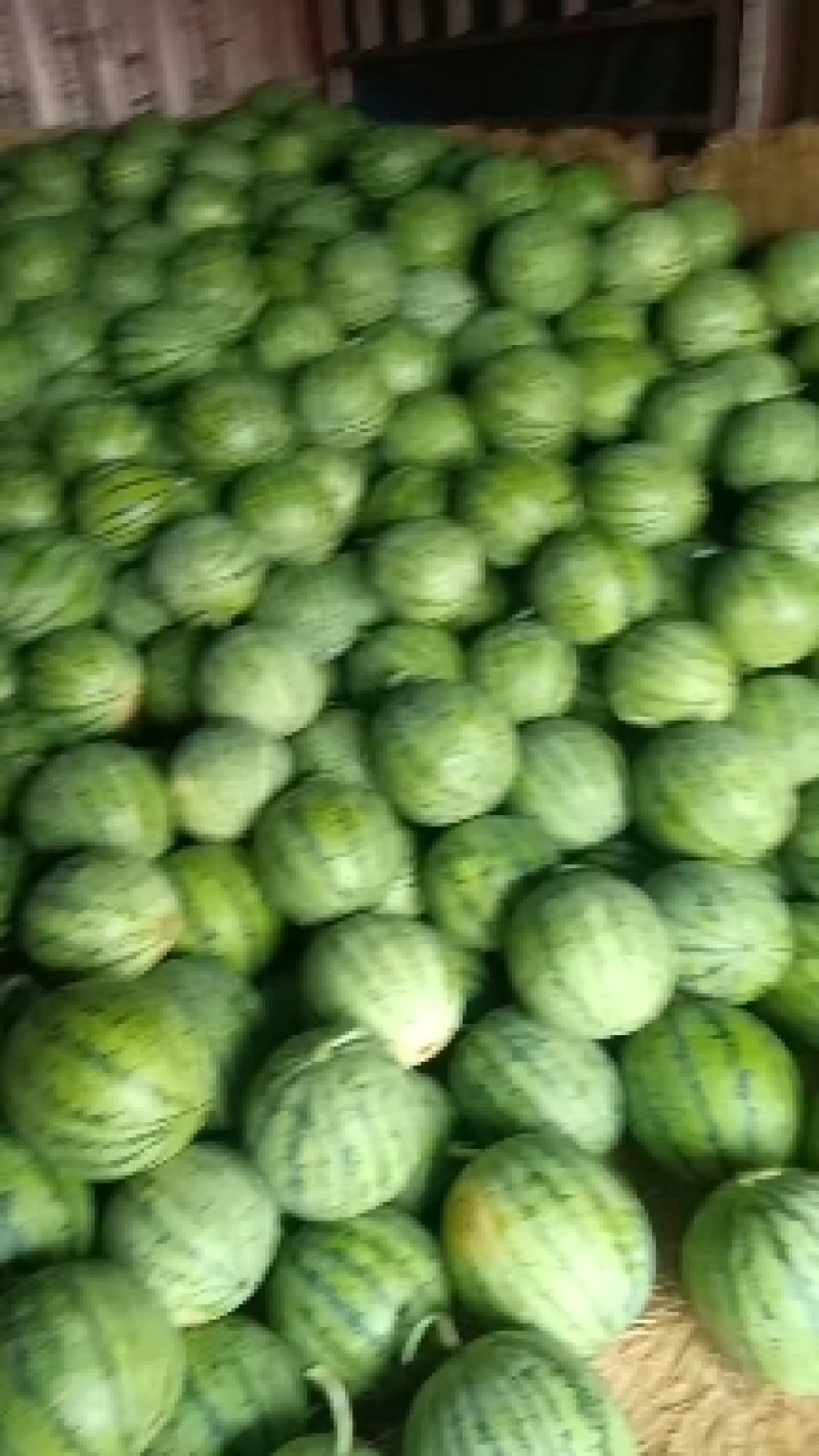西瓜全网优质货源长期供货