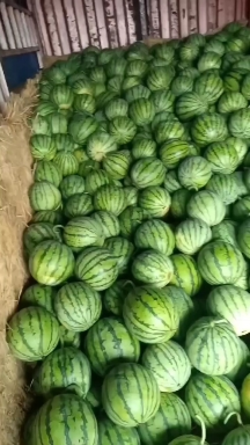 西瓜全网优质货源长期供货