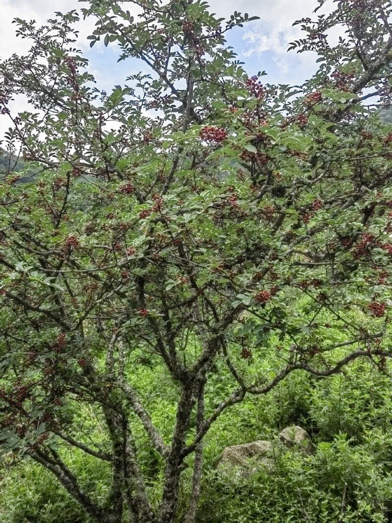 花椒