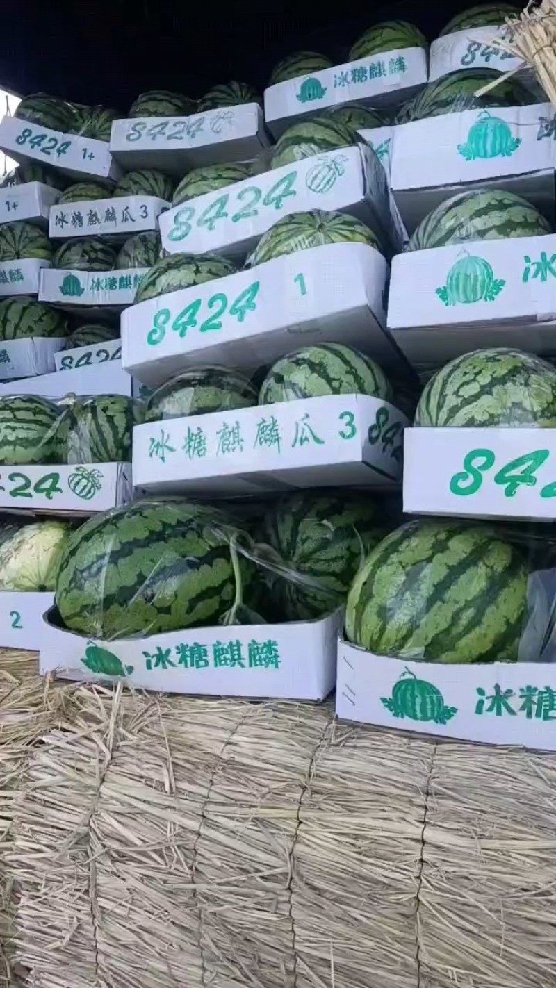 西瓜全网优质货源长期供货