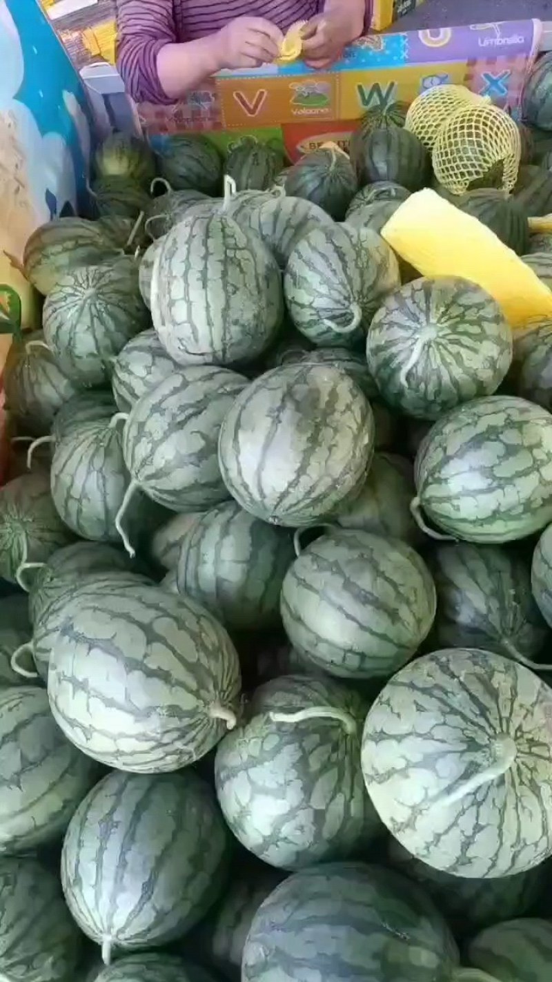 西瓜全网优质货源长期供货