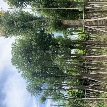香樟10-12公分骨架货，大量岀售，需要的老板联系