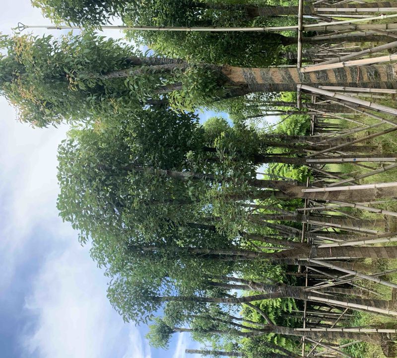 香樟10-12公分骨架货，大量岀售，需要的老板联系