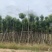 香樟10-12公分骨架货，大量岀售，需要的老板联系