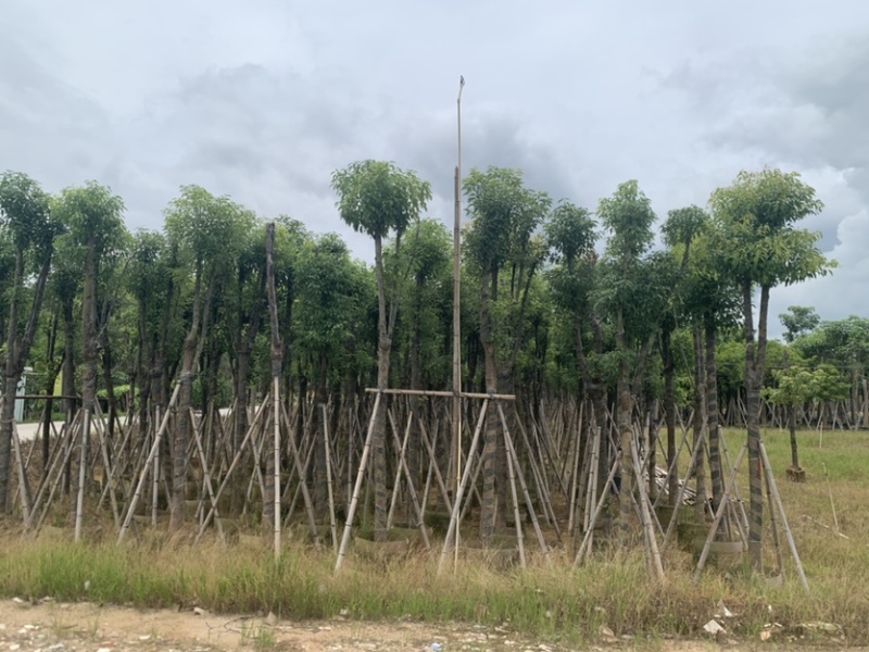 香樟10-12公分骨架货，大量岀售，需要的老板联系