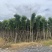香樟10-12公分骨架货，大量岀售，需要的老板联系