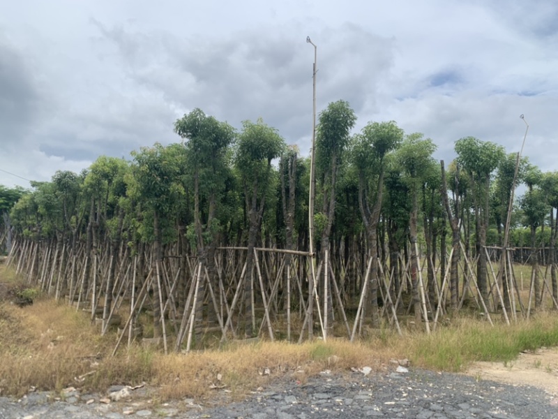 香樟10-12公分骨架货，大量岀售，需要的老板联系