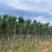 香樟10-12公分骨架货，大量岀售，需要的老板联系