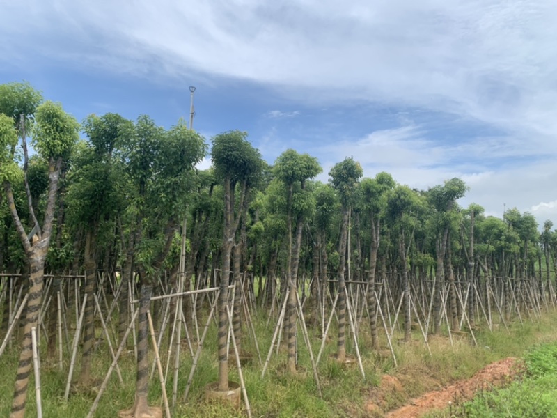 香樟10-12公分骨架货，大量岀售，需要的老板联系