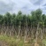 香樟10-12公分骨架货，大量岀售，需要的老板联系