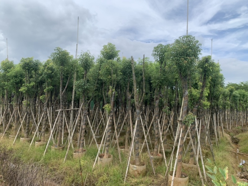 香樟10-12公分骨架货，大量岀售，需要的老板联系