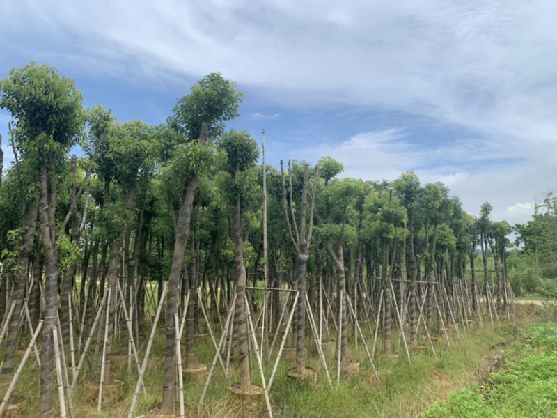 香樟10-12公分骨架货，大量岀售，需要的老板联系