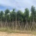 香樟10-12公分骨架货，大量岀售，需要的老板联系