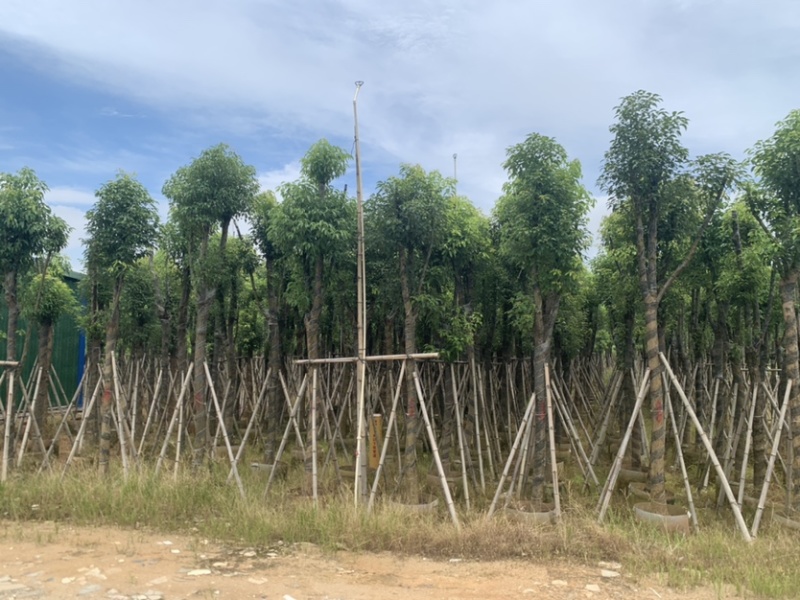 香樟10-12公分骨架货，大量岀售，需要的老板联系