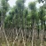 香樟10-12公分骨架货，大量岀售，需要的老板联系