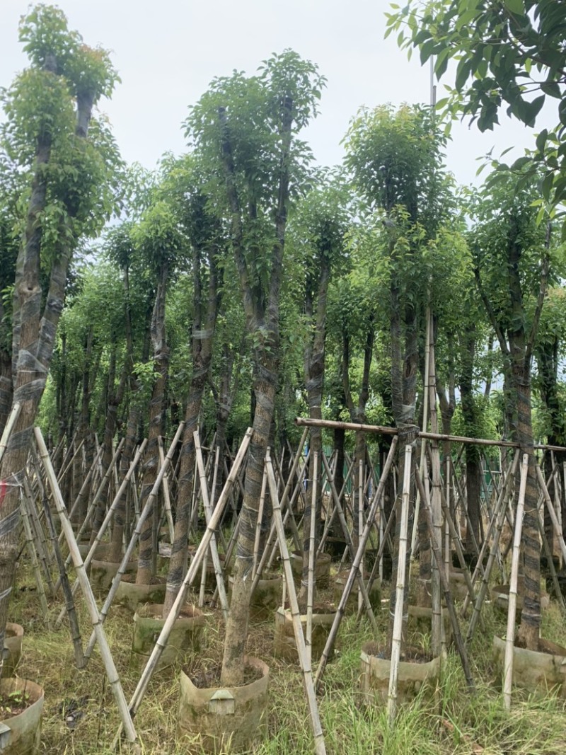 香樟10-12公分骨架货，大量岀售，需要的老板联系