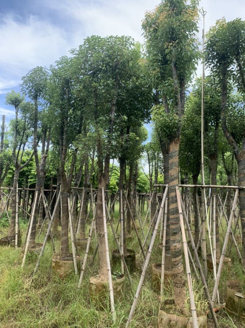 香樟10-12公分骨架货，大量岀售，需要的老板联系