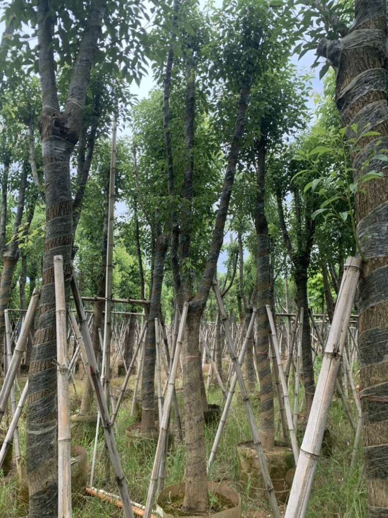 香樟10-12公分骨架货，大量岀售，需要的老板联系