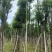 香樟10-12公分骨架货，大量岀售，需要的老板联系