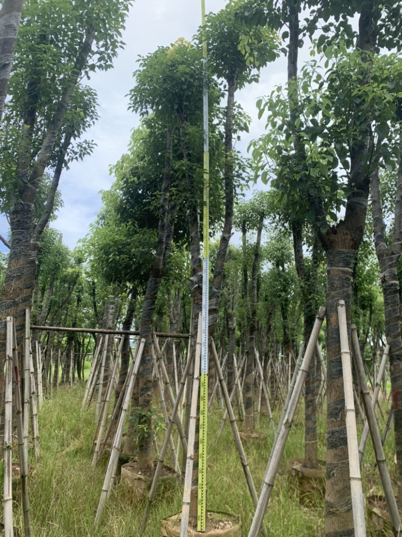 香樟10-12公分骨架货，大量岀售，需要的老板联系
