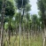 香樟10-12公分骨架货，大量岀售，需要的老板联系
